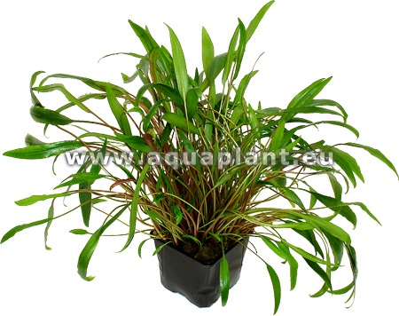 Cryptocoryne wendtii green moederplant